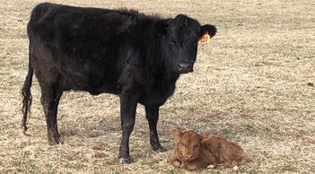 Irish Dexter Cow and Calf at Maloy Valley Farm