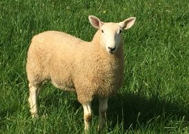 North Country Cheviot Ewe Lamb at Maloy Valley Farm