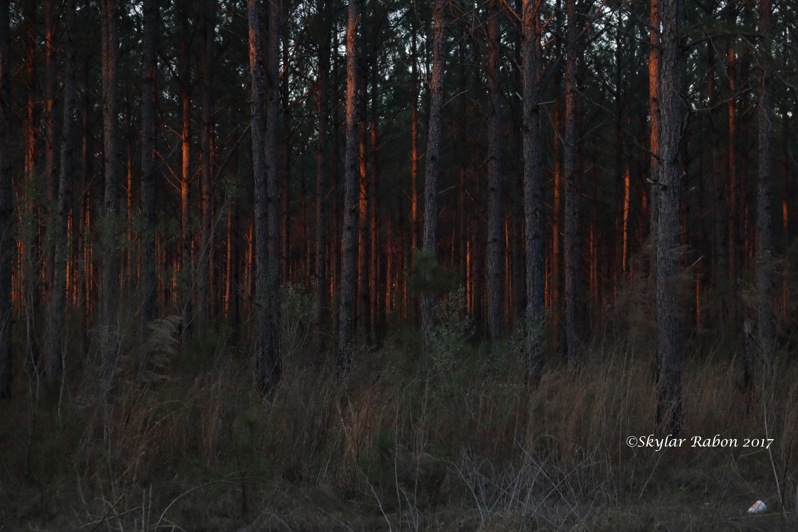 Woods on Fire Tower Road near Pansey, AL.  Site of the Pansey UFO incident.