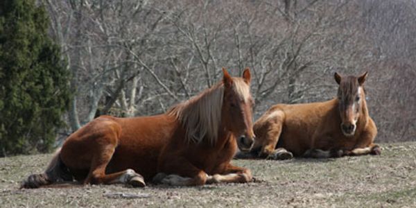 buddy and reno at horse play rescue