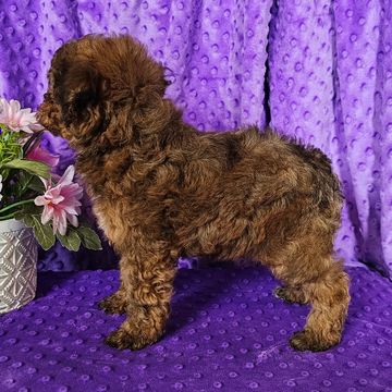 Poodle puppies for sale