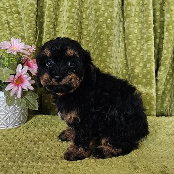 Poodle puppies for sale