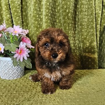 Poodle puppy for sale