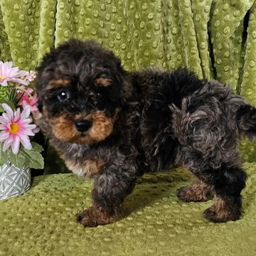 Poodle Puppies for sale