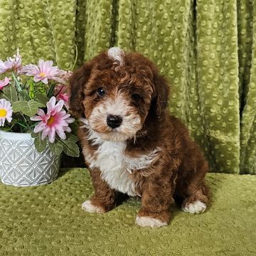 Poodle puppy for sale