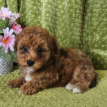 Poodle puppy for sale