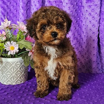 Poodle puppies for sale