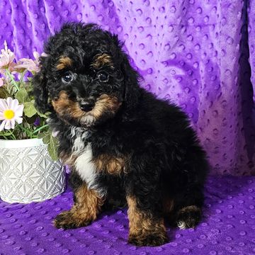 Poodle puppy for sale