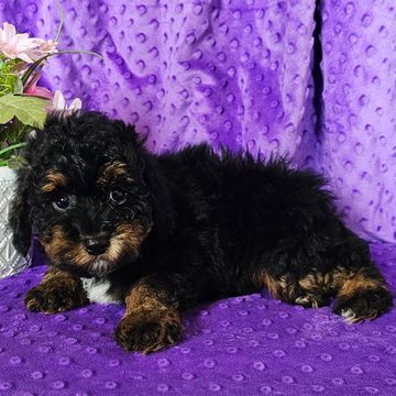 Poodle puppy for sale