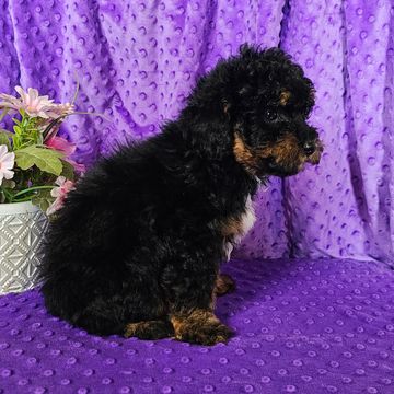 Poodle puppy for sale
