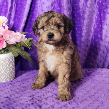 Cavapoo Puppies For Sale
