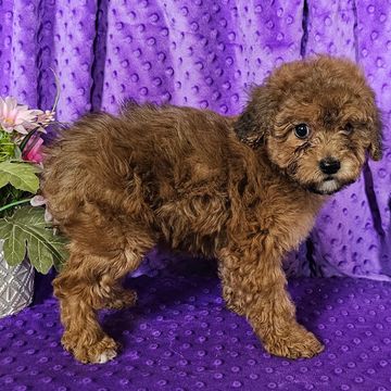 Poodle Puppy For Sale