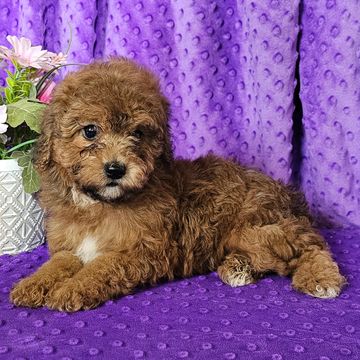 Poodle puppies for sale