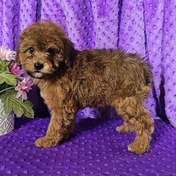 Poodle puppies for sale