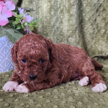 Toy Poodle Puppies For Sale