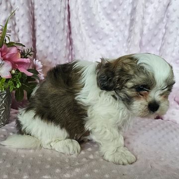 Shi-Poo puppies for sale