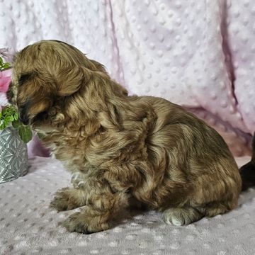 Puppies for sale