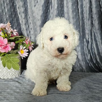 Poodle puppies for sale