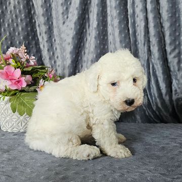 Poodle puppies for sale