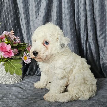 Poodle puppies for sale