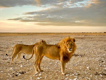 Couple of lions at the water hole in Etosha on Namibia private tour