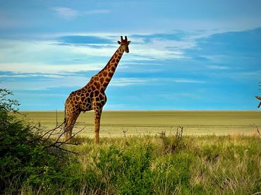 Giraffe in Namutoni on Namibia private tour