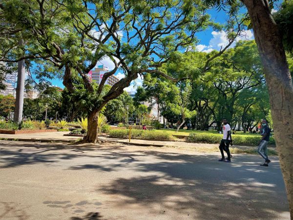 Trees in Zimbabwe on private tour
