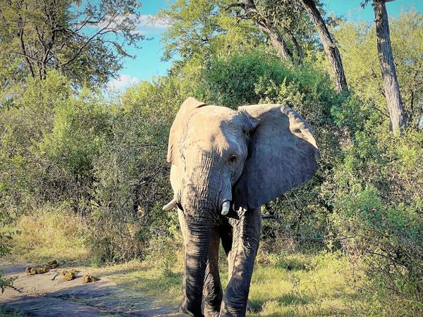 Elephant spotted in Zimbabwe on private tour