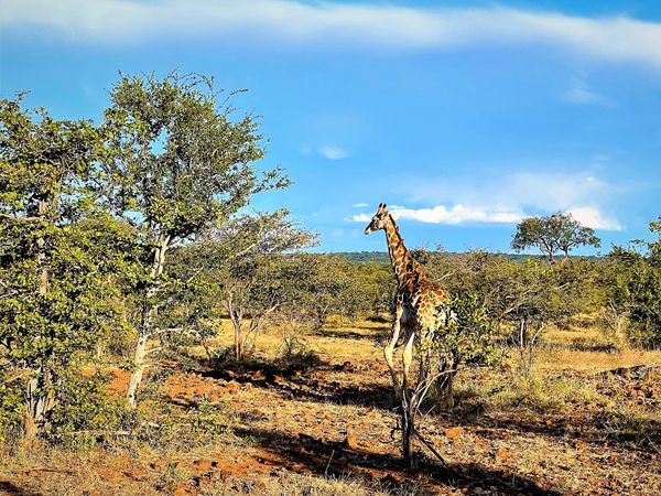 Giraffe in Zambezi National park on private tour in Zimbabwe