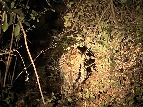 Leopard spotted in the bush on private tour in Zambezi park in Zimbabwe