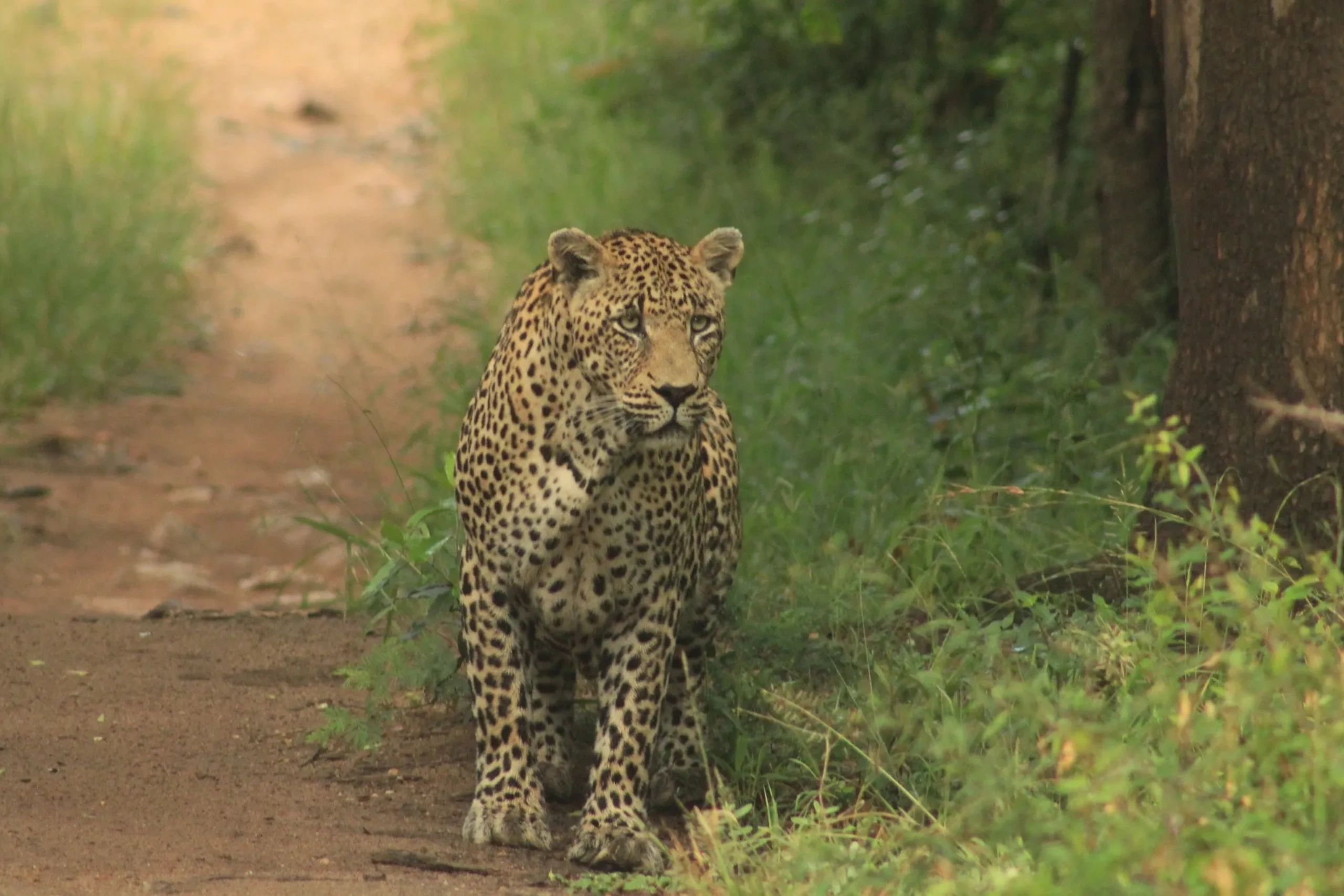 Sabi Sands private safari
