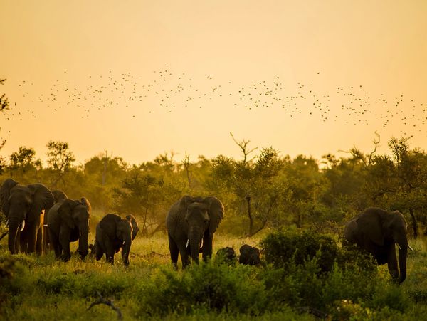 Sabi Sands private safari