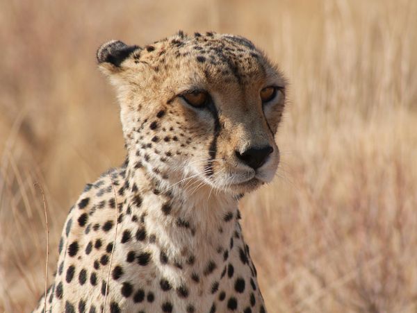 Sabi Sands private safari