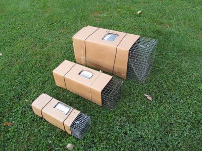 Three different sized cage traps (AKA live traps) with covers in order to use the traps humanely.