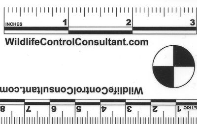 A photo scale card to show scale for photographs in inches and centimeters that fits in a wallet.