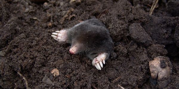 An eastern mole (Scalopus aquaticus) digging out of the soil in a garden.