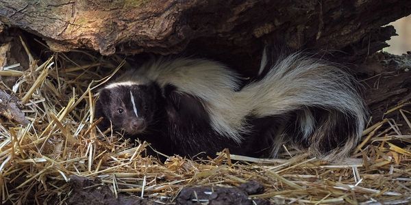 Striped skunk (Mephitis mephitis) standing in a crevice containing some straw.