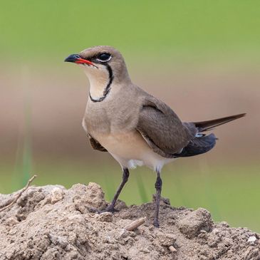 Collared Pratincole bird photography tours in Spain