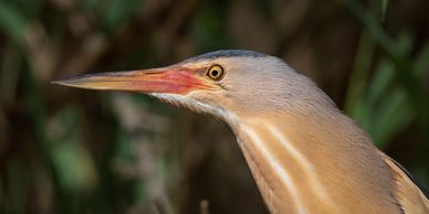 A male Little Bittern in breeding dress on the banks of the Ebro