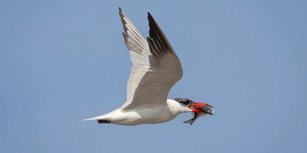 Caspian Tern with fish at the Ebro Delta