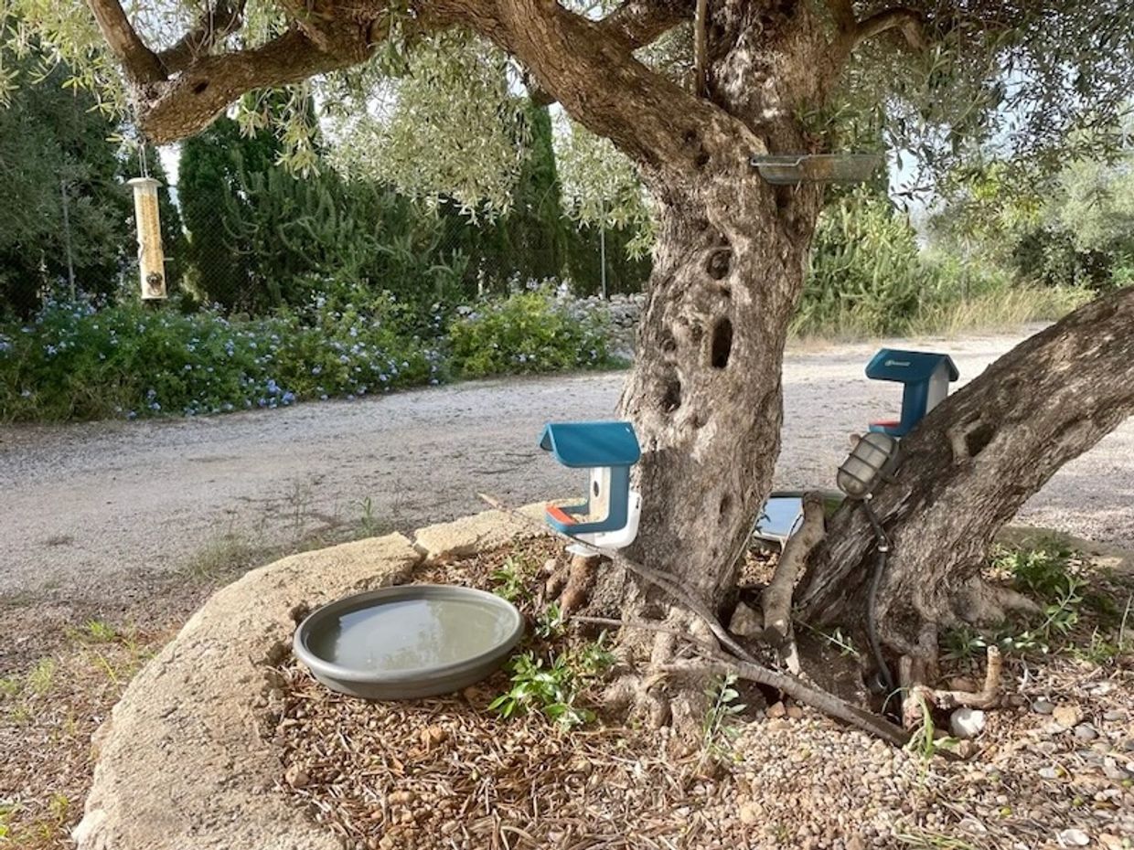 Bird feeding station at our Guest House on the edge of the Ebro Delta