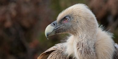 Vulture photography at Mas de Bunyol bird watching observatory