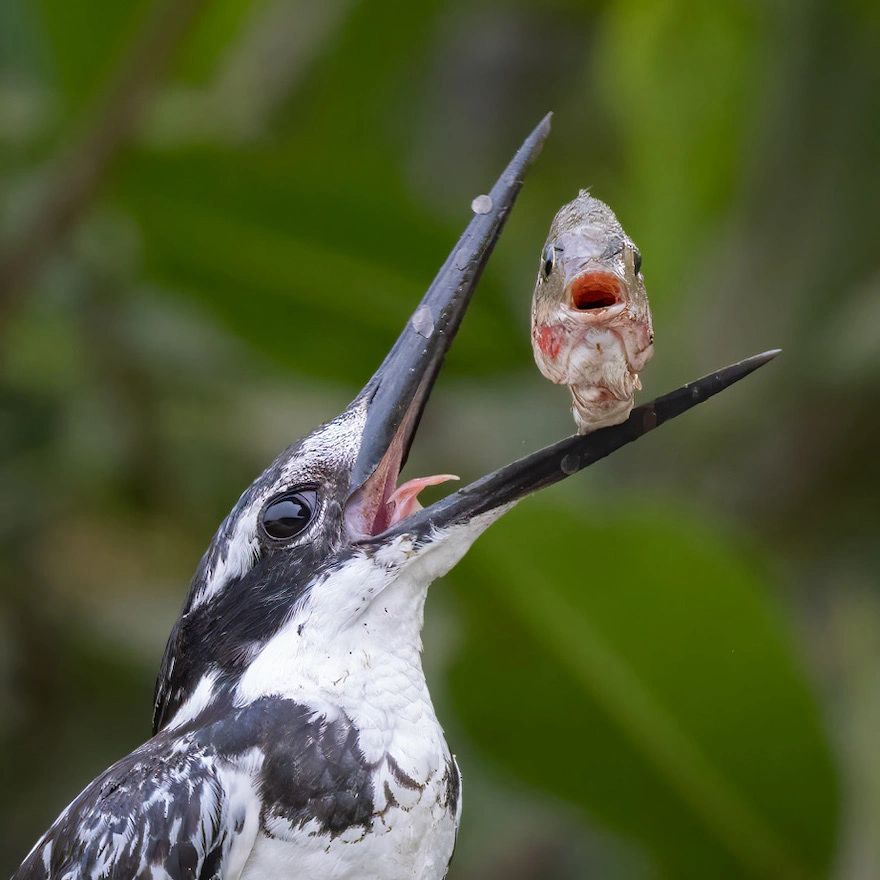 Bird photography in The Gambia