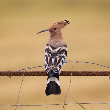 Eurasian Hoopoe seen on a bird watching day trip