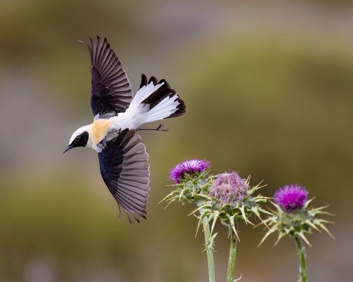 Black-eared Wheatear bird photography in Spain
