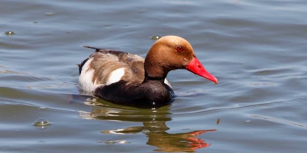 Red-crested Pochard - a duck species regularly found while birding in Spain