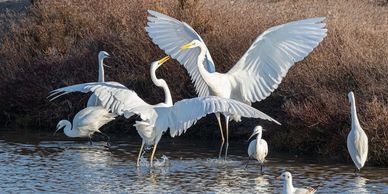 Bird watching excursions on the Ebro Delta