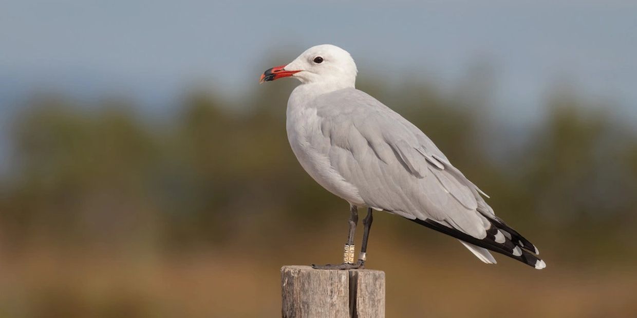 Audouin's Gull is an iconic bird of the Ebro Delta