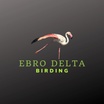 Ebro Delta Birding