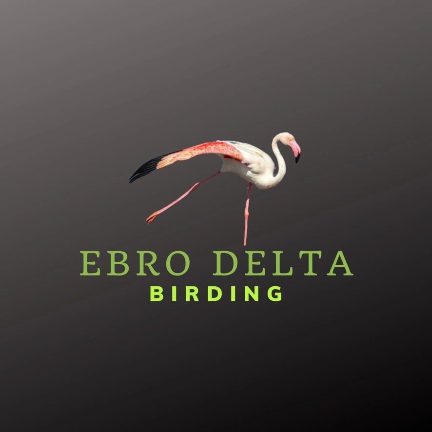 Ebro Delta birding offers guided bird watching holidays in Spain